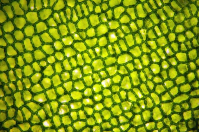 Partes de la Célula: Conoce las más importantes y su función específica partes de la celula