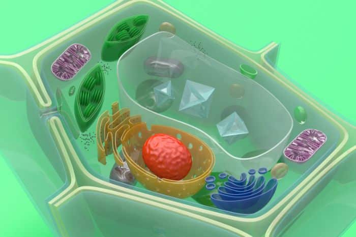 Partes de la Célula: Conoce las más importantes y su función específica partes de la celula