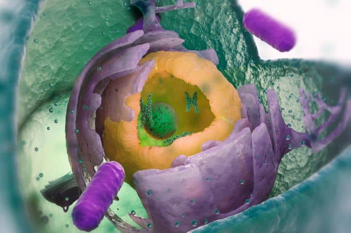 Partes de la Célula: Conoce las más importantes y su función específica partes de la celula